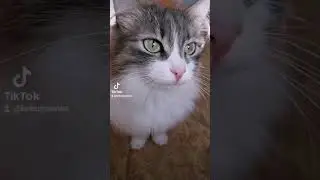 кот лезет на стол когда я ем, что делать.
