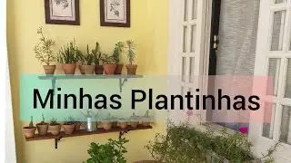 Plantas na Varanda: Cuidados com as plantas + limpeza do quintal