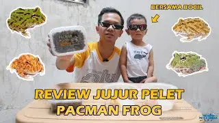 Honest Review Pacman Frog Food, beserta Kelebihan dan Kekurangannya 🐸
