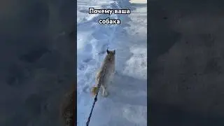 Почему ваша собака никогда не перестанет тянуть поводок. Тг-канал «По жизни с собакой»