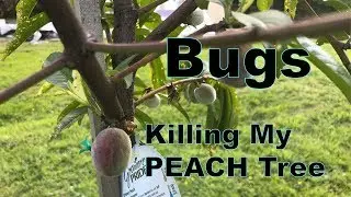 Bugs Are Killing My Peach Tree