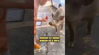 Amazing pig in the monks' temple 🐷🥹
