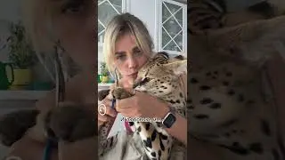 Сервалокюр! Подстригаем когти (запустили🫢) . Про педикюр отдельное видео, кто ждёт ?