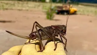 Mormon Cricket Invasion