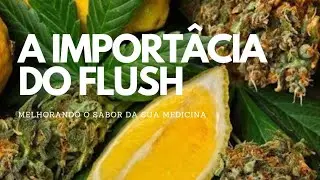 Como fazer o FLUSH em suas FLORES de Maconha