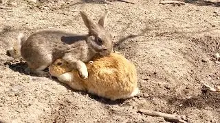 [Rabbits in heat] A rabbit eager to mate [Mating]