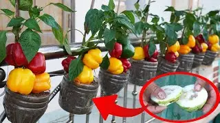 You Won't Believe How Easy It Is To Grow Bell Peppers