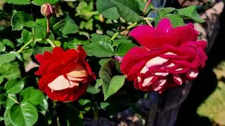 Яркая двухцветная #DieSehenswerte #ДиЗеенсверте #floribunda #Kordes с ярким ароматом малины, 2023.