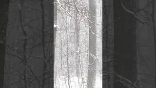 В лесу лучше