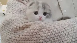 Try not to smile videos (short leg cat)