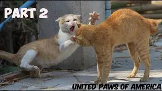 Angry Cats - Funniest Cats Fighting Scenes | Try Not To Laugh😂🤣 Part 2