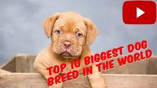 TOP 10 BIGGEST DOG BREED IN THE WORLD,MAIOR RAÇA DE CÃO,सबसे बड़ी डॉग ब्रीड,کتے کی سب سے بڑی نسل