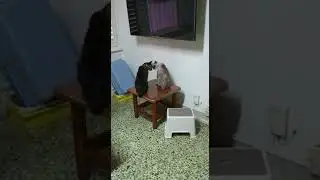 Random cats chilling about.