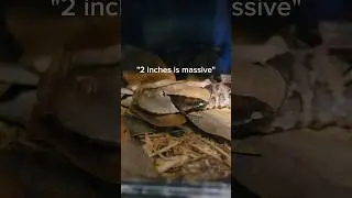 The deadliest snakes in my bedroom...