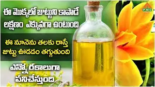 ఆ మొక్కలో జుట్టుని కాపాడే లక్షణం ఎక్కువగా ఉంటుంది | Dr. Srinath | Dr. Facts | PMC Health
