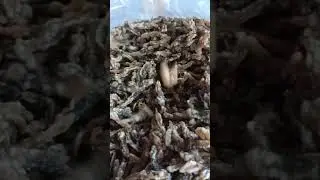 Camilan Laut Madura Lorjuk Kerang Bambu Bebas Gluten Teman Santai Cocok Buat #oleholehkekinian
