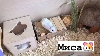 Маленький секретик Мисы) мой хомячок 🐹