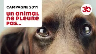 Un animal ne pleure pas... Il souffre en silence
