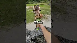 I Went To The Zoo Alone