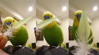 PEDRO the Budgie Play Oopsie Feathers with Mommy