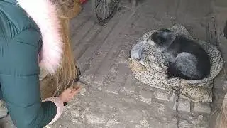 Знакомим нового щенка с собаками