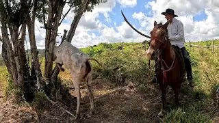 TIVEMOS QUE LAÇAR A VACA PRA TIRAR OS RESTOS DE PARIÇAO ! Bicha é bruta.