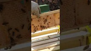 весений сотовый мёд 