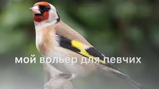 Щеглы в вольере #вьюрок #щегол #зеленушка #чечевица #певчиептицы вольер для птиц
