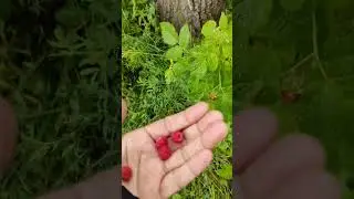 Raspberries sa Finland forest 