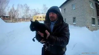 НАЙДЕНА ЛЕЧЕБНАЯ КОШКА ЛЬВЁНОК звони 89098218734