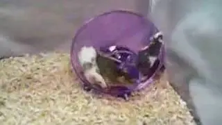 Run Mice Run