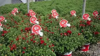 Team Color Mums by Sporticulture™