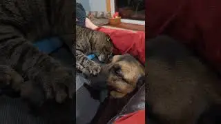You Got Your Paws Into Me 