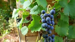 Grapes Garden HD  | HD Green Plants Background Video | Beauty Heaven | Natural Grapes Garden