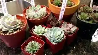 Echeveria vs. Sempervivum vs. Aeonium vs. Graptopetalum vs. Graptoveria