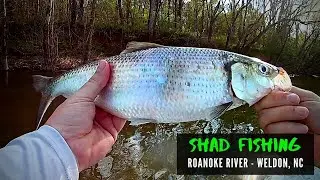 Shad Fishing on the Roanoke River in Weldon North Carolina (Spring 2023)