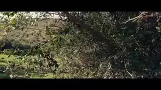 ثيزيري ‏( ﻗﻤﺮ ‏) ﺳﻴﺪﻧﺎ ﺍﻟﻨّﺒﻲ ﺑﺎﻟﺸﺎﻭﻳﺔ ﺍﻷﻣﺎﺯﻳﻐﻴﺔ