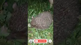 🐾 Реакция ШПИЦА на Ёжика 🐾 #shorts