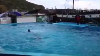 Галустян и дельфины