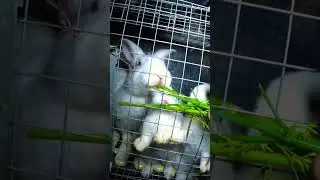 Укроп и кролики 