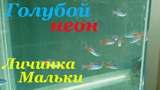 Разведение неона голубого Личинка Мальки неона