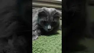 beautiful cat, кошка, серая кошка, Нала, gray cat