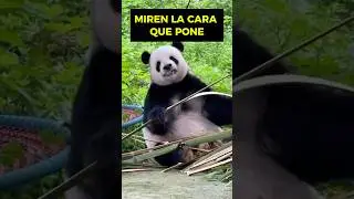 Panda Imita Cuidador Para Romper Bambú
