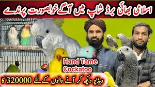 Once again big offer for 3 days | cockatoo 320000 ka