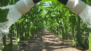 Nitrogen Application at V10