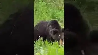 25 июня 2018 Усинск Мишаня вышел из леса, кушать захотел