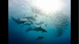 Evolution of Dolphins