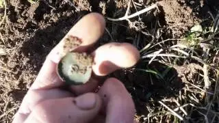 Коп по полю.Ч.6.