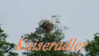 Kaiseradler bei der Jungenaufzucht (F83)