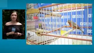 Rescatan 19 aves que estaban en cautiverio en una vivienda de Copacabana